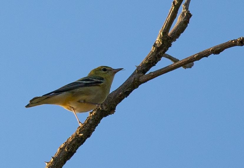 Bay-breasted Warbler - ML620704386