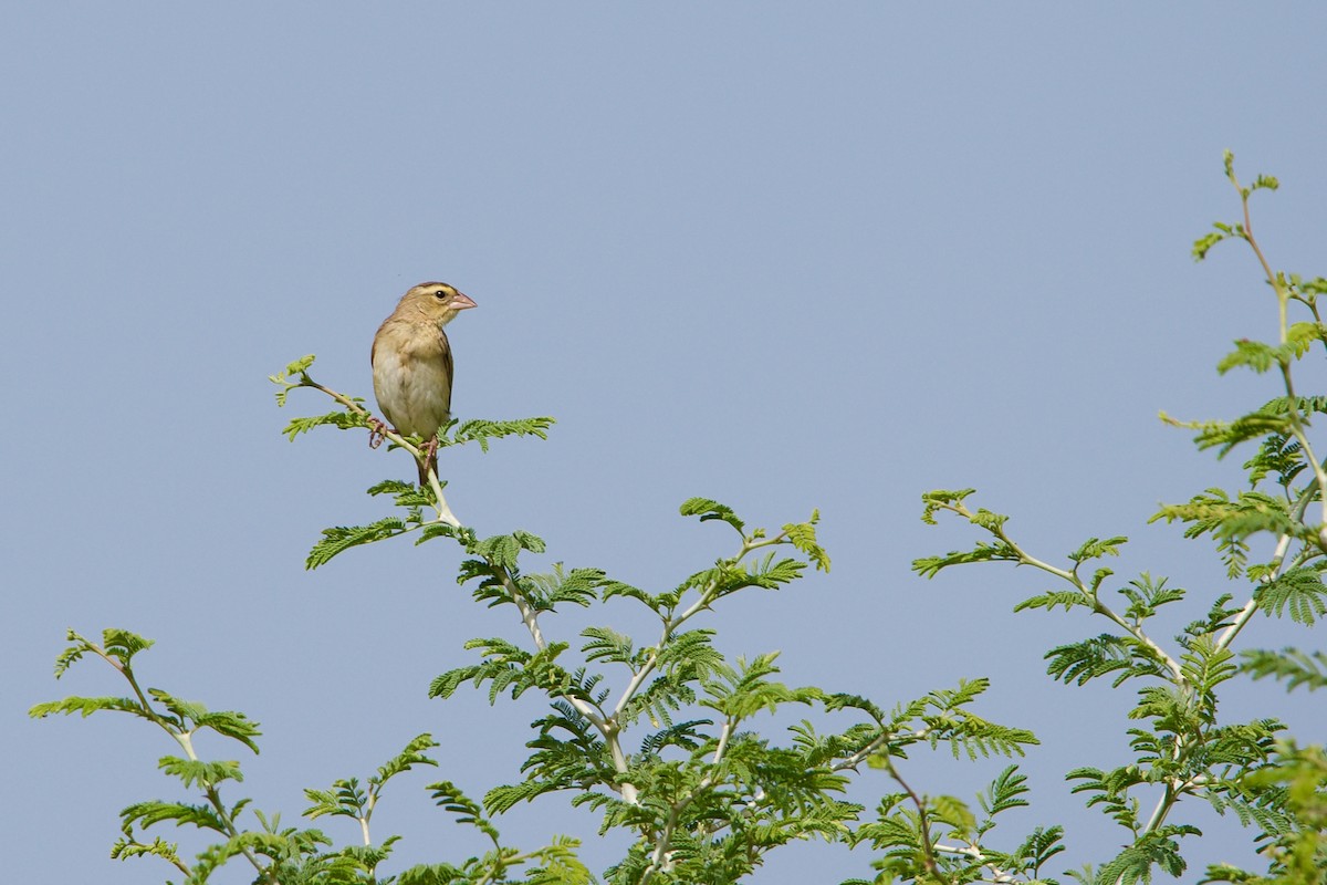 Black-winged Bishop - Mehdi Sadak