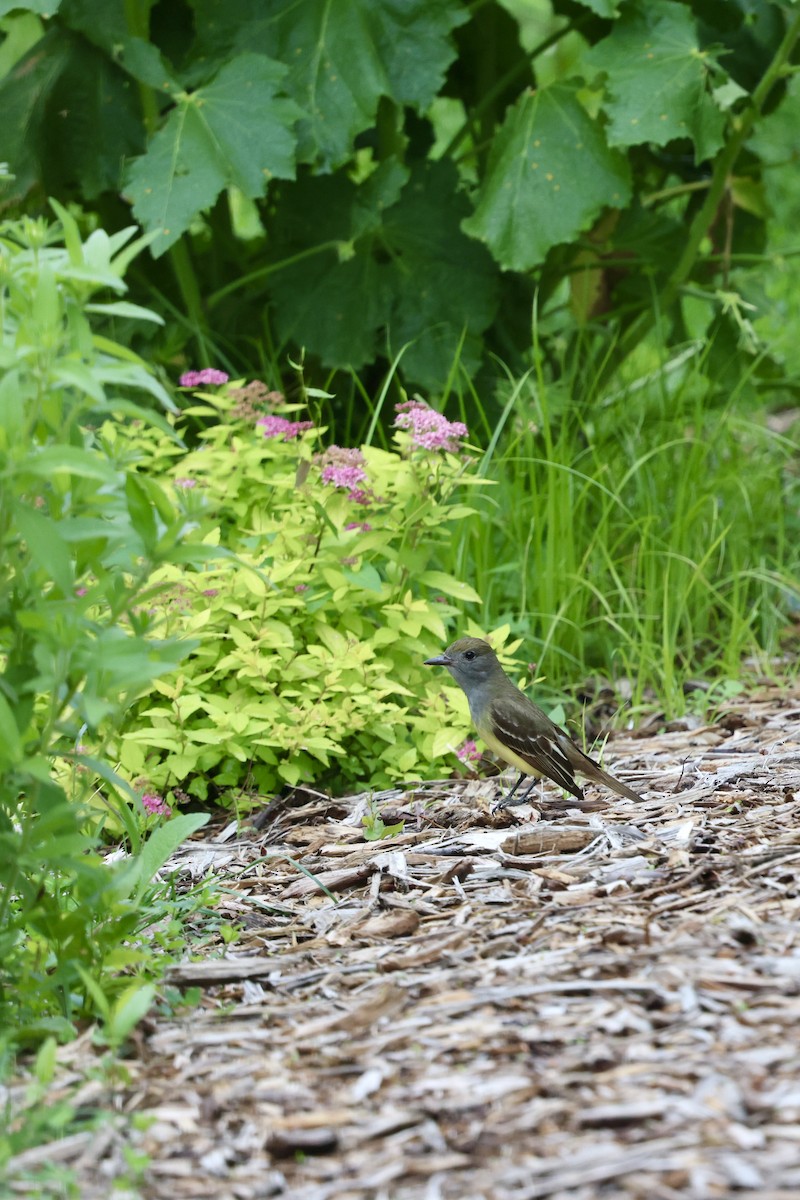 Great Crested Flycatcher - ML620704388