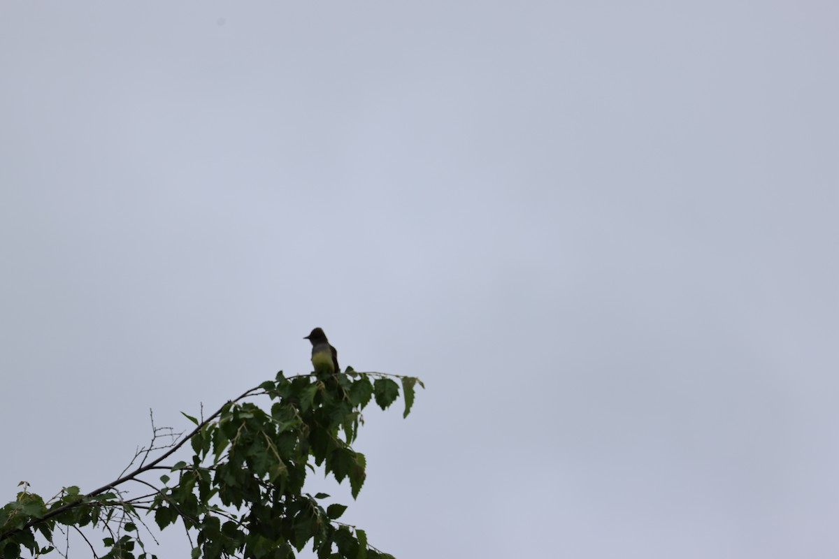 Great Crested Flycatcher - David Orr