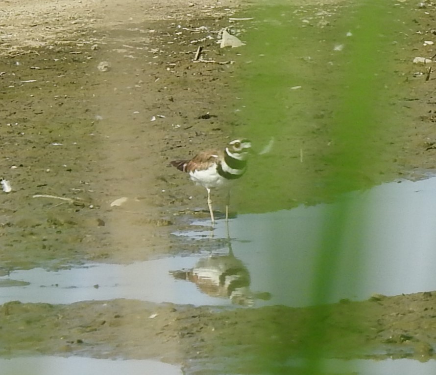 Killdeer - Germ Germain