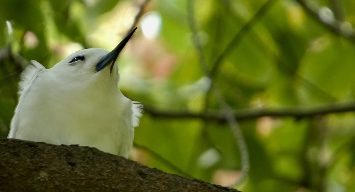 White Tern - ML620704393