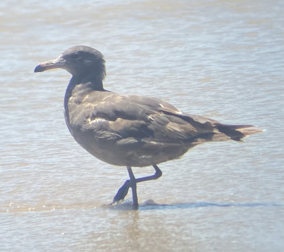 Heermann's Gull - ML620704394