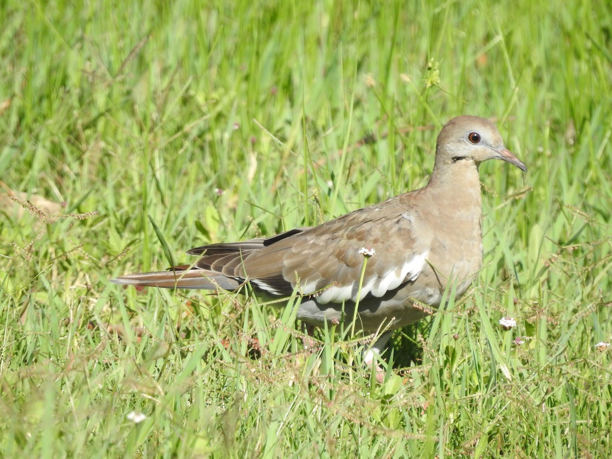 Tourterelle à ailes blanches - ML620704396