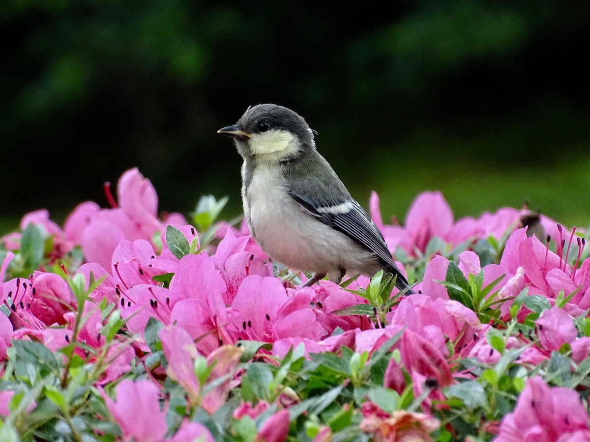 Japanese Tit - ML620704397