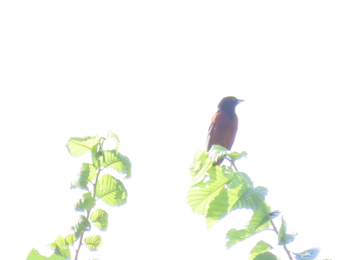 Orchard Oriole - ML620704398