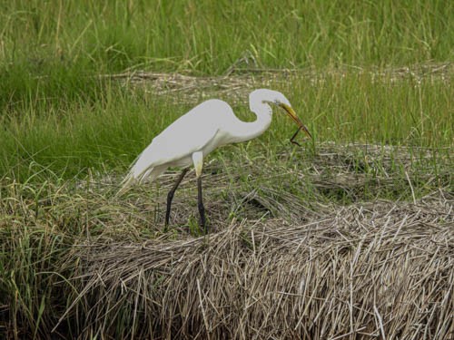 Great Egret - ML620704403