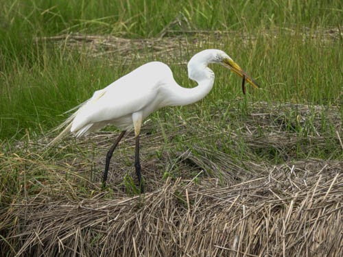 Great Egret - ML620704405