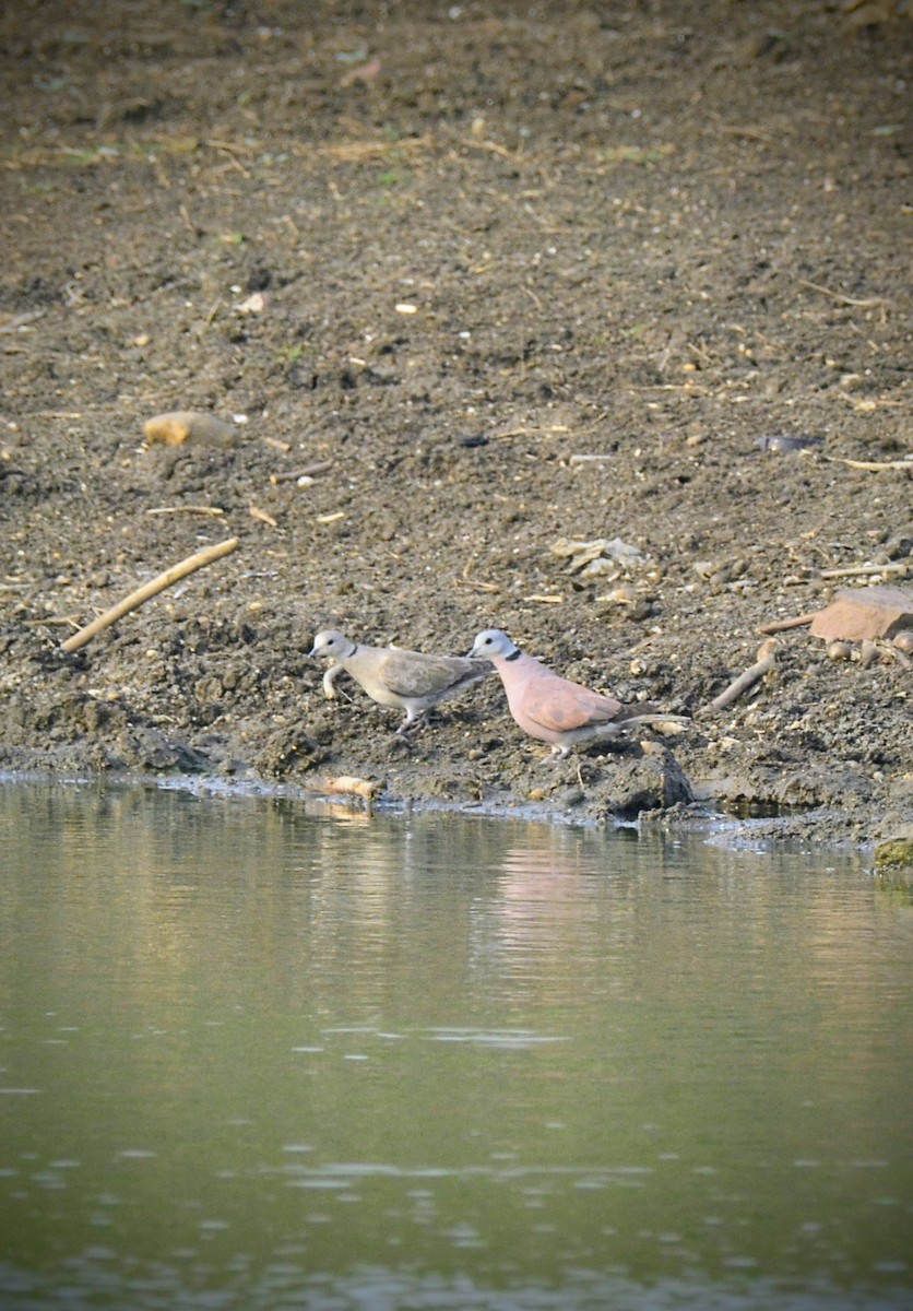 Red Collared-Dove - ML620704407