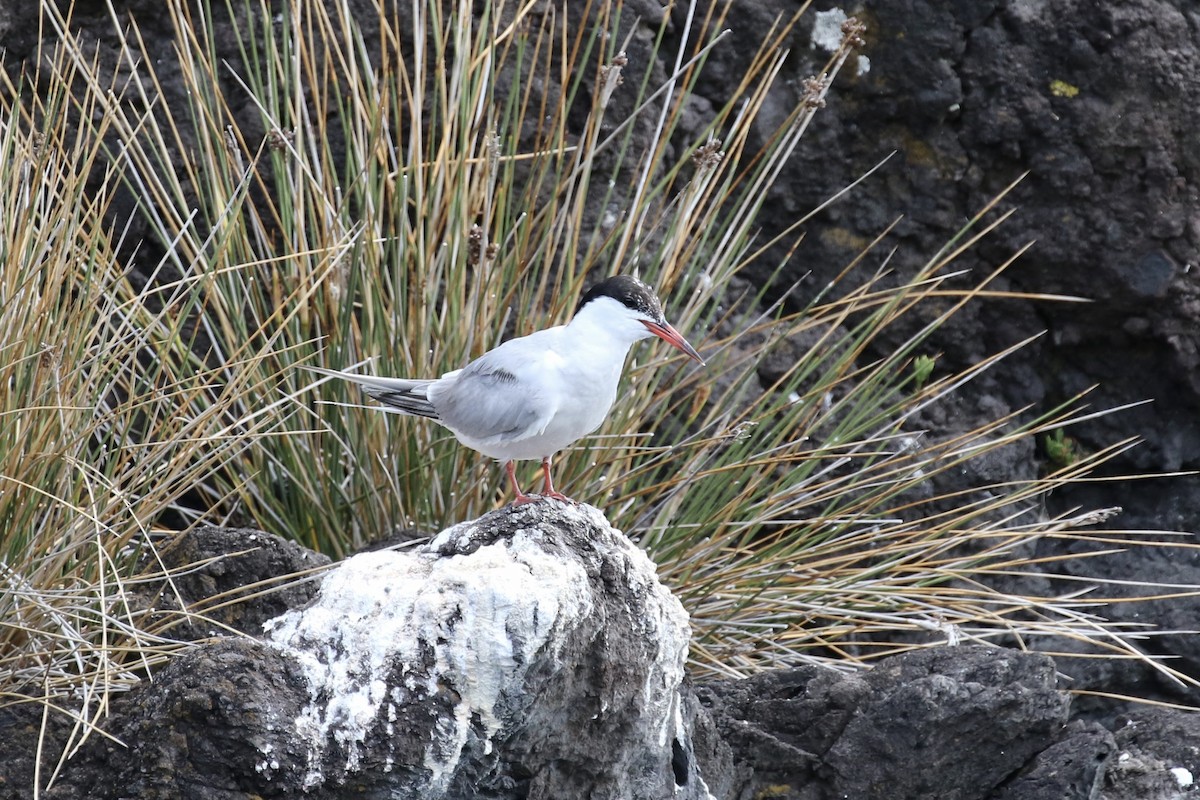 Common Tern - ML620704411