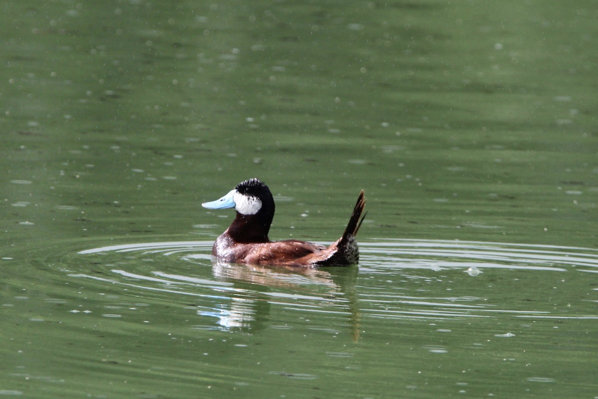 Ruddy Duck - ML620704412