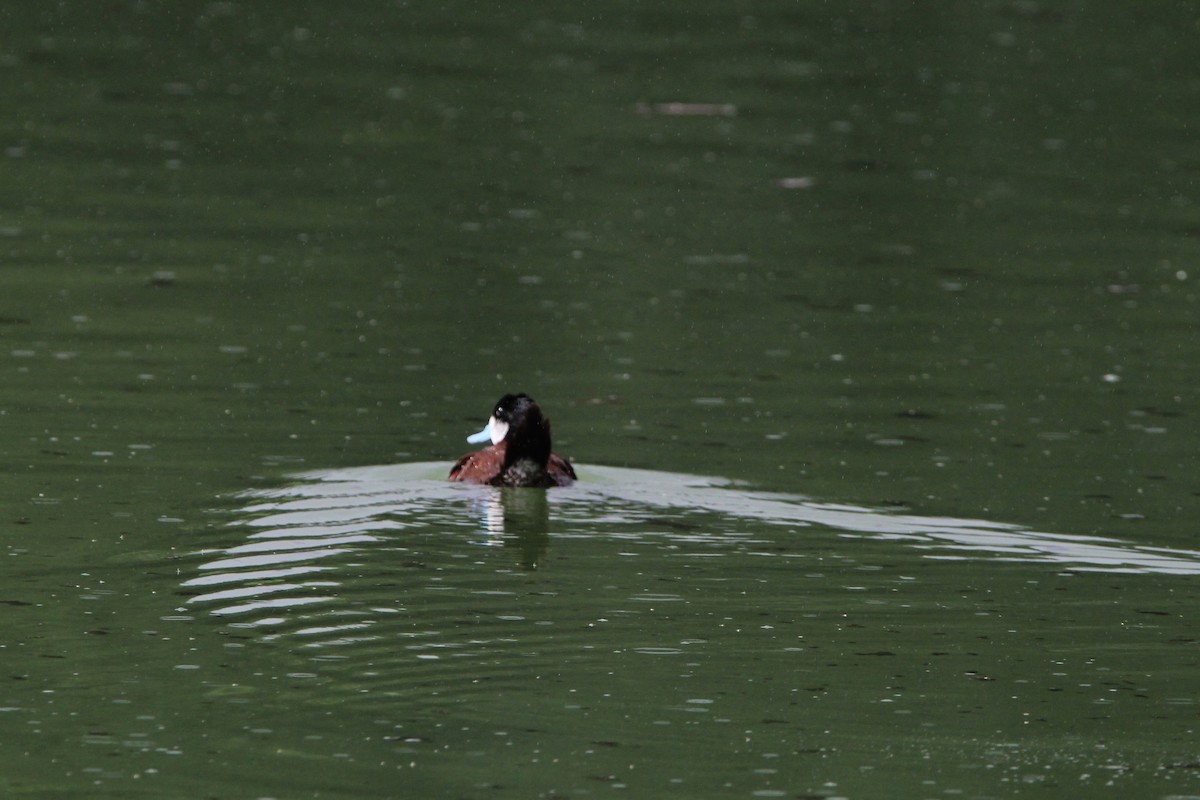 Ruddy Duck - ML620704413