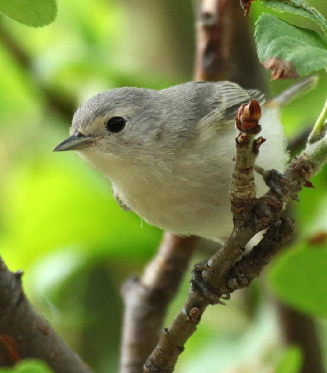 Lucy's Warbler - ML620704416