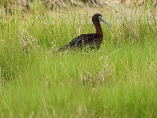 Glossy Ibis - ML620704419