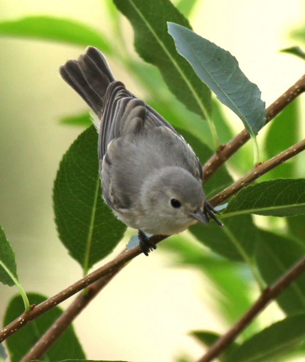 Lucy's Warbler - ML620704421