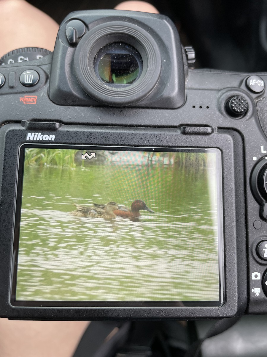 Cinnamon Teal - ML620704425