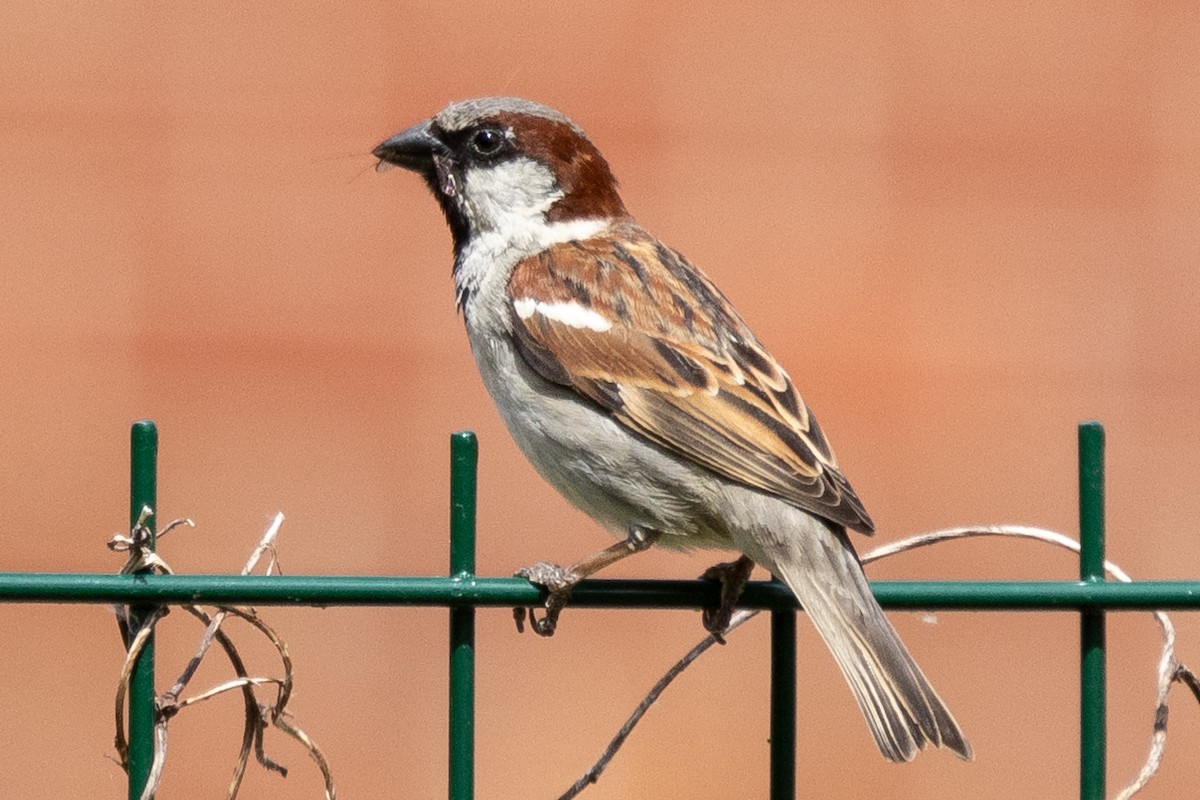 House Sparrow - ML620704431