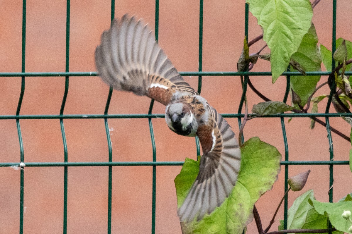 House Sparrow - ML620704432