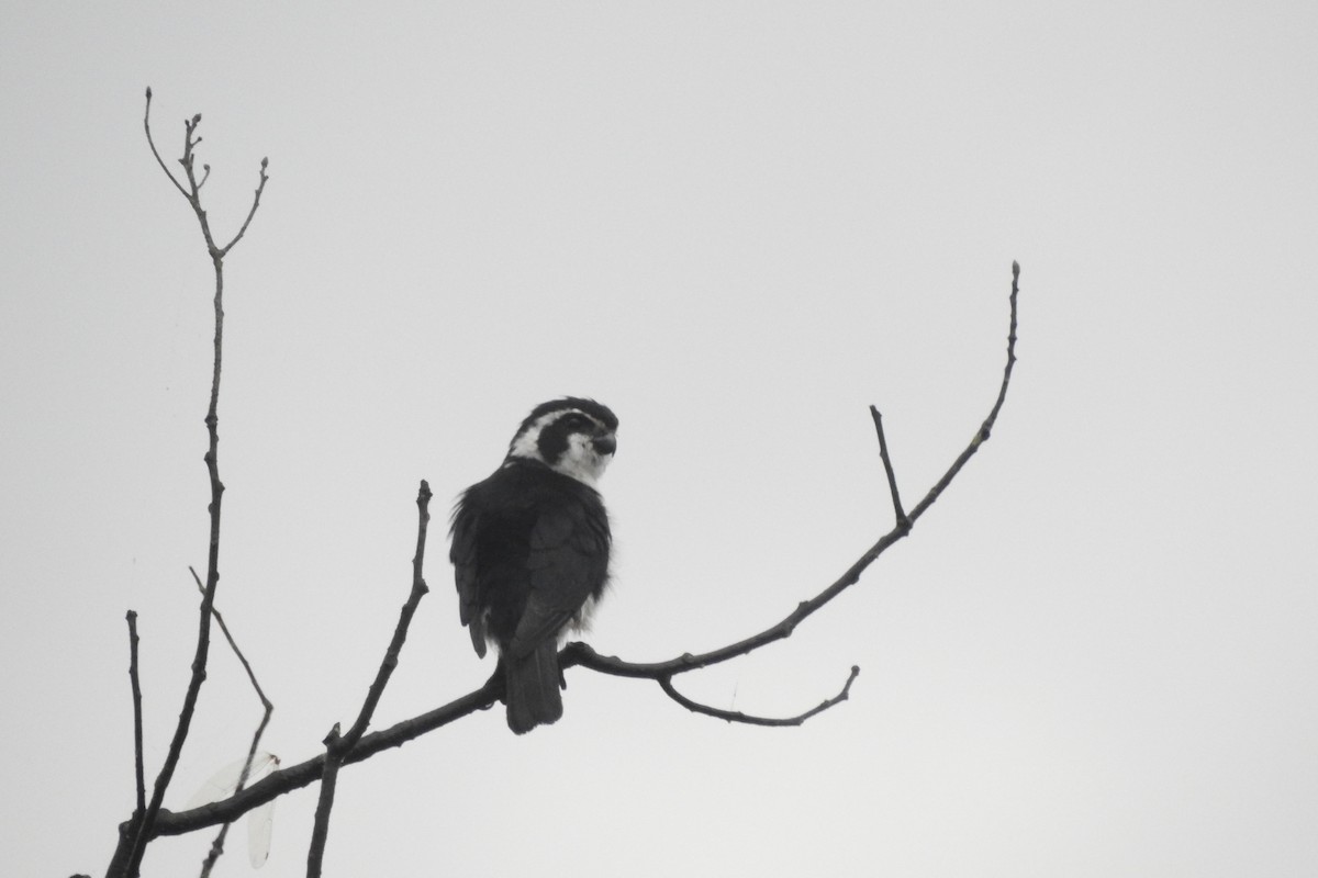 Pied Falconet - ML620704435