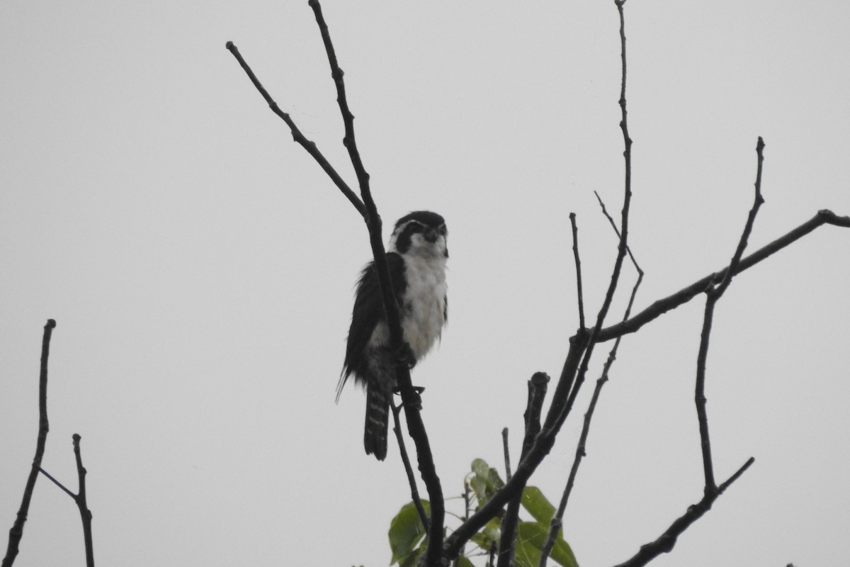 Pied Falconet - ML620704437