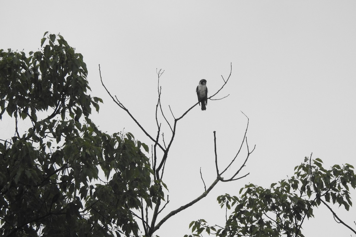 Falconete Pío - ML620704438