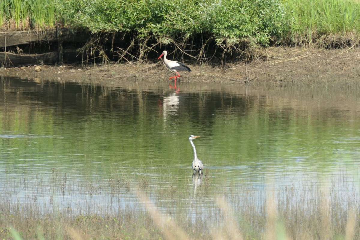 Gray Heron - ML620704439