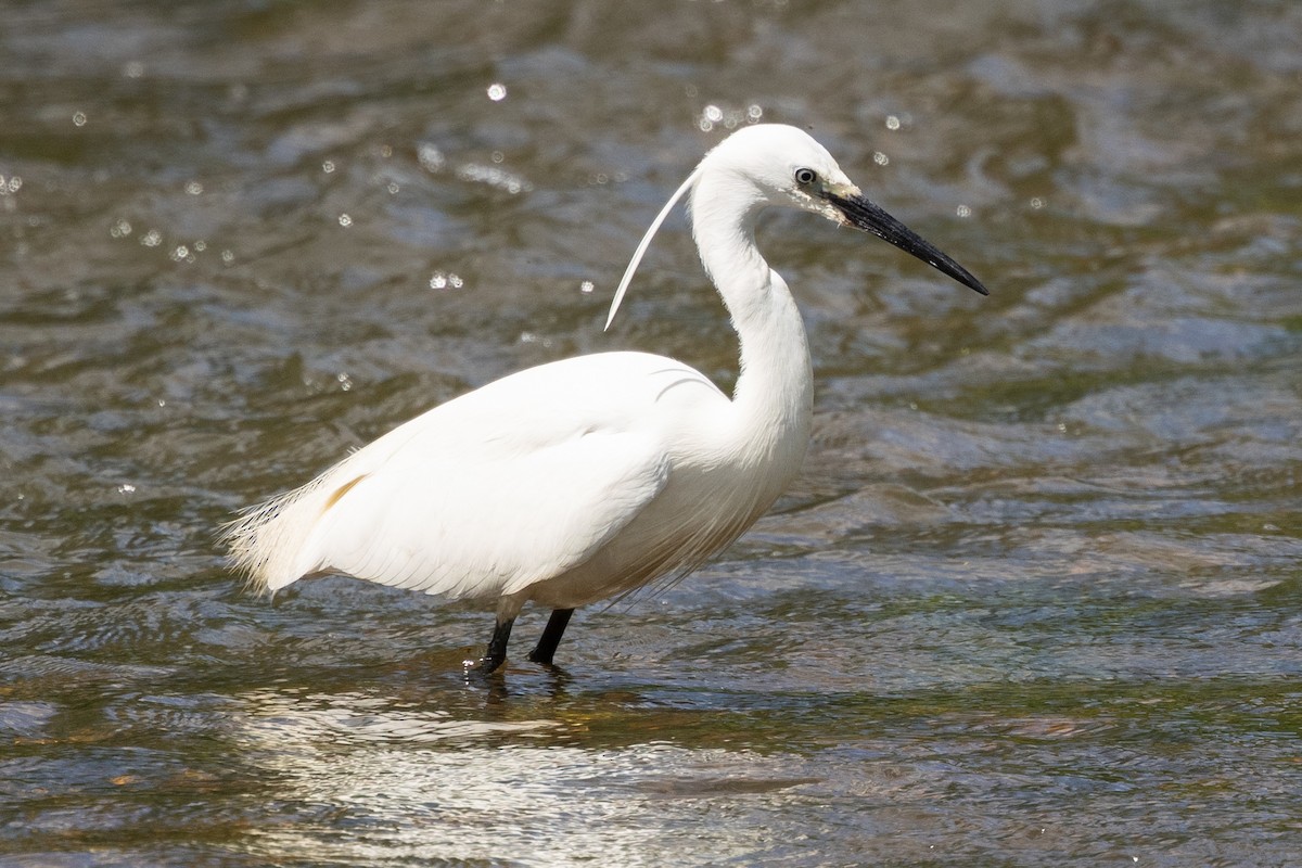 Little Egret - ML620704440