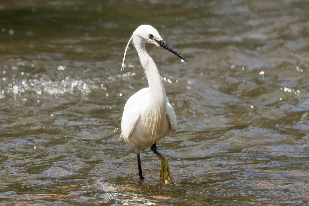 Little Egret - ML620704443