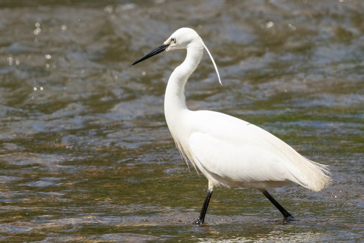 Little Egret - ML620704444