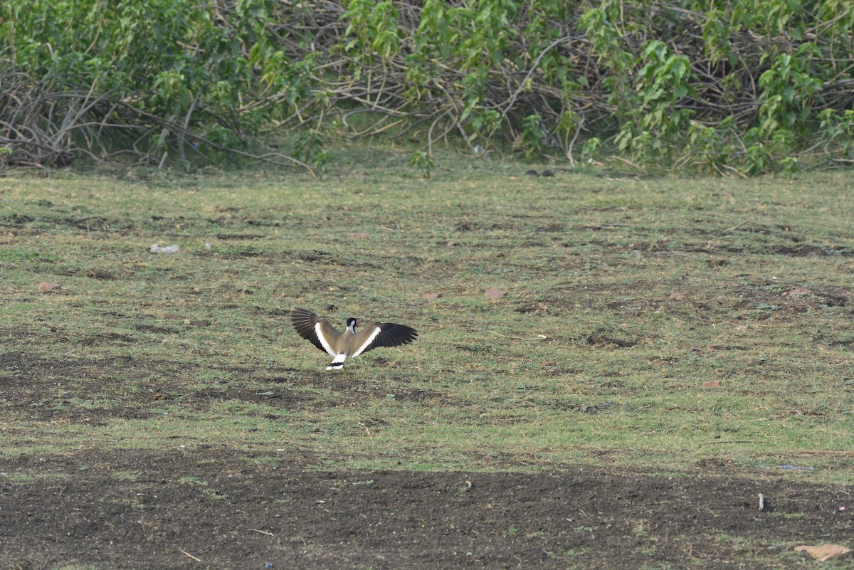 Red-wattled Lapwing - ML620704451