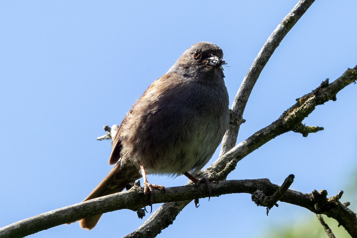 Dunnock - ML620704452