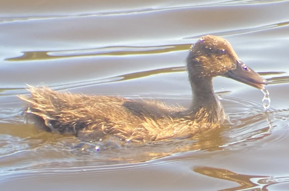 Canard colvert - ML620704453