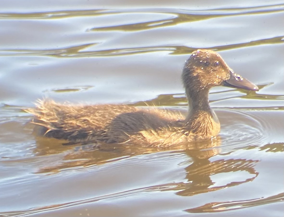 Canard colvert - ML620704455