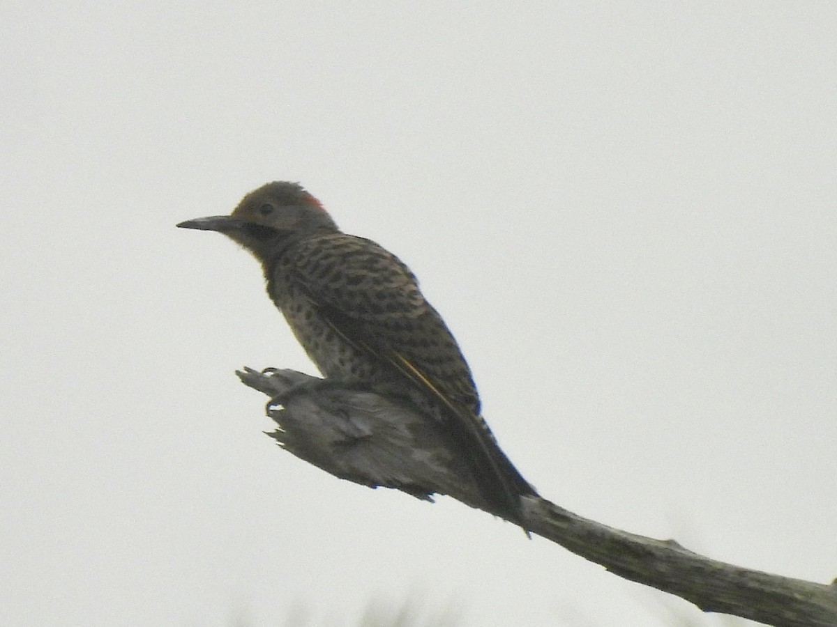 Northern Flicker - ML620704457