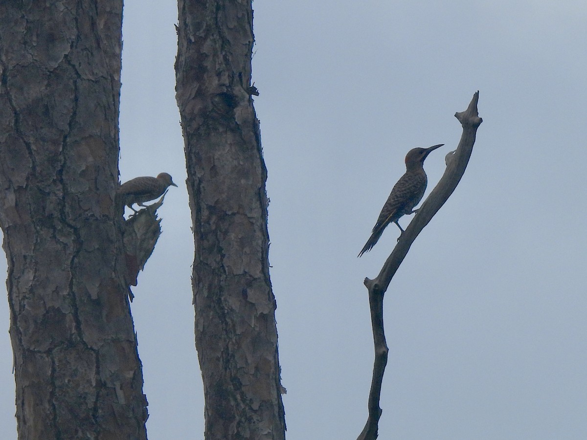 Northern Flicker - ML620704458