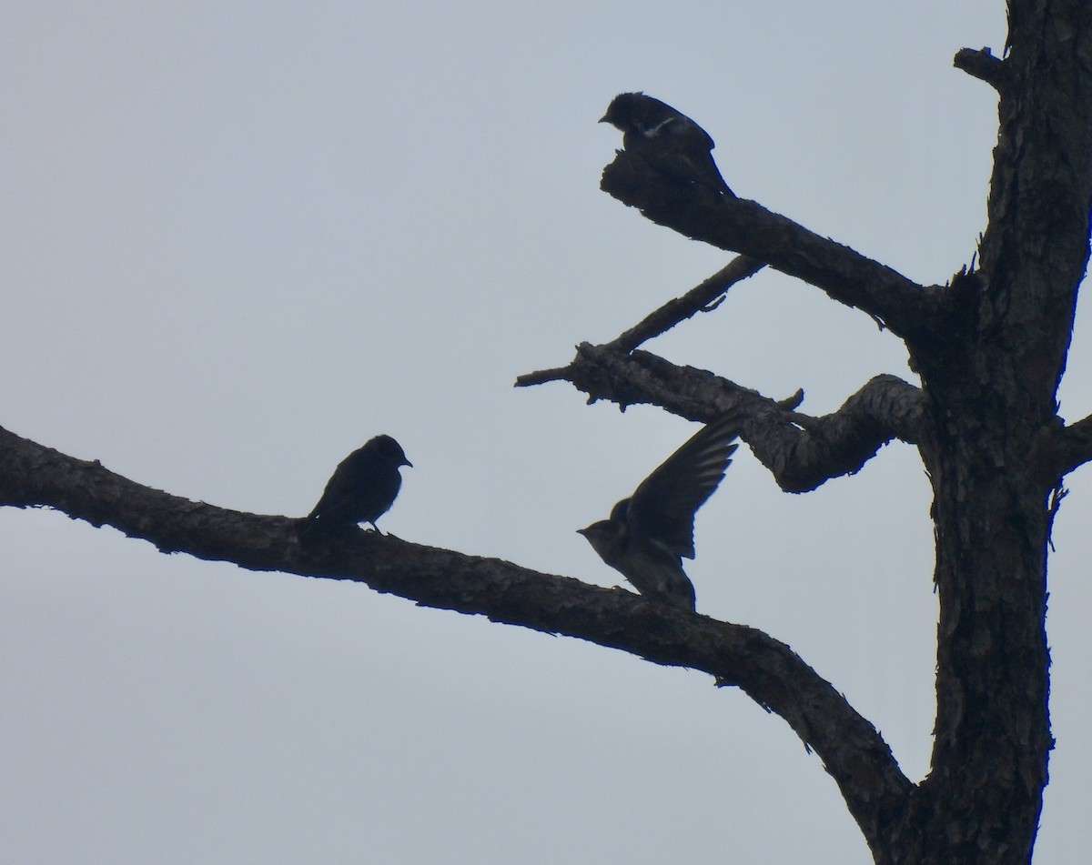 Purple Martin - ML620704461