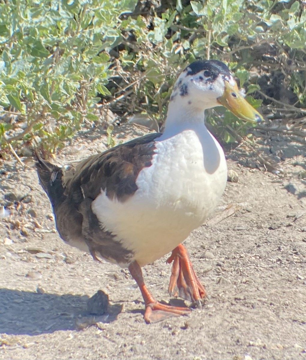 Mallard (Domestic type) - ML620704465