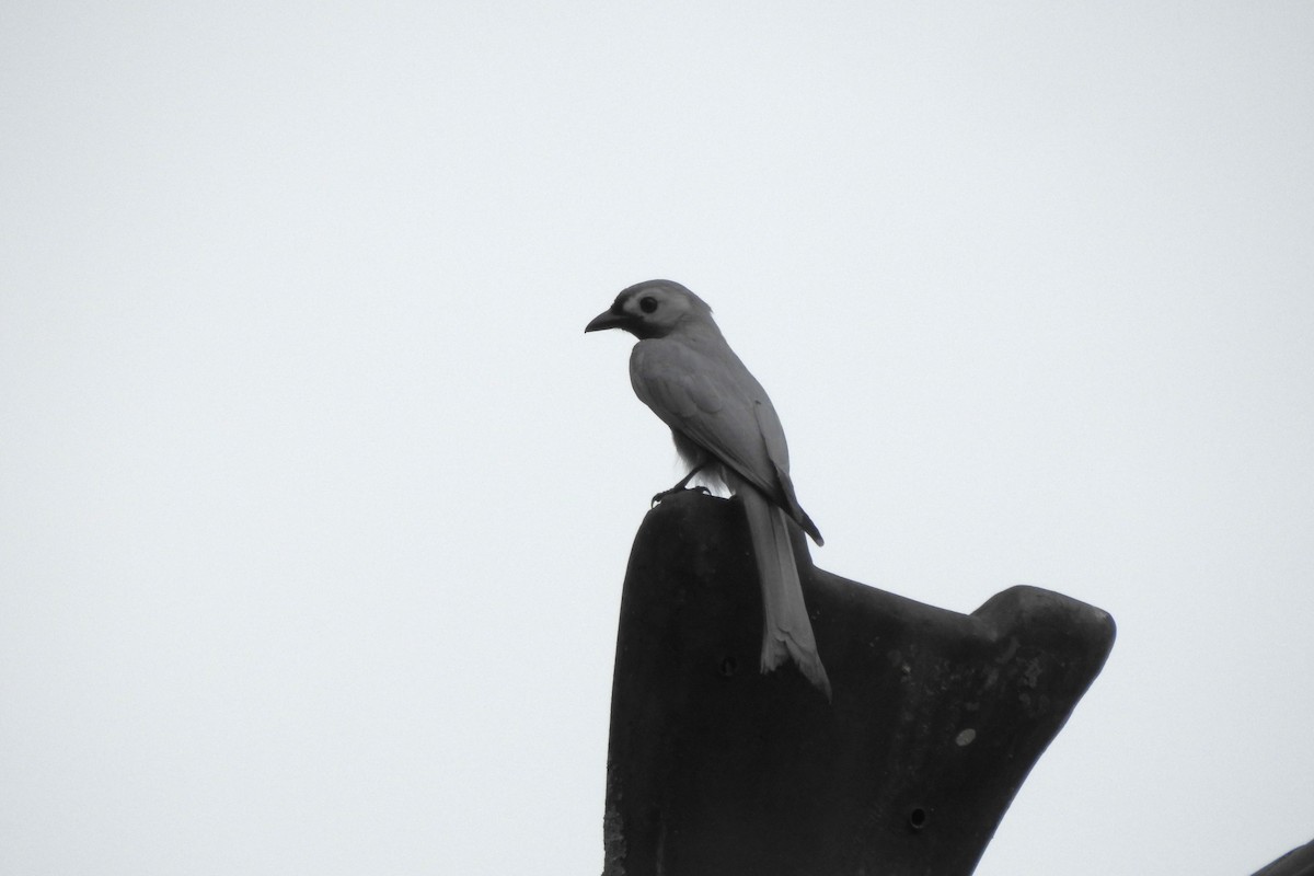 askedrongo (innexus/leucogenis/salangensis) - ML620704466