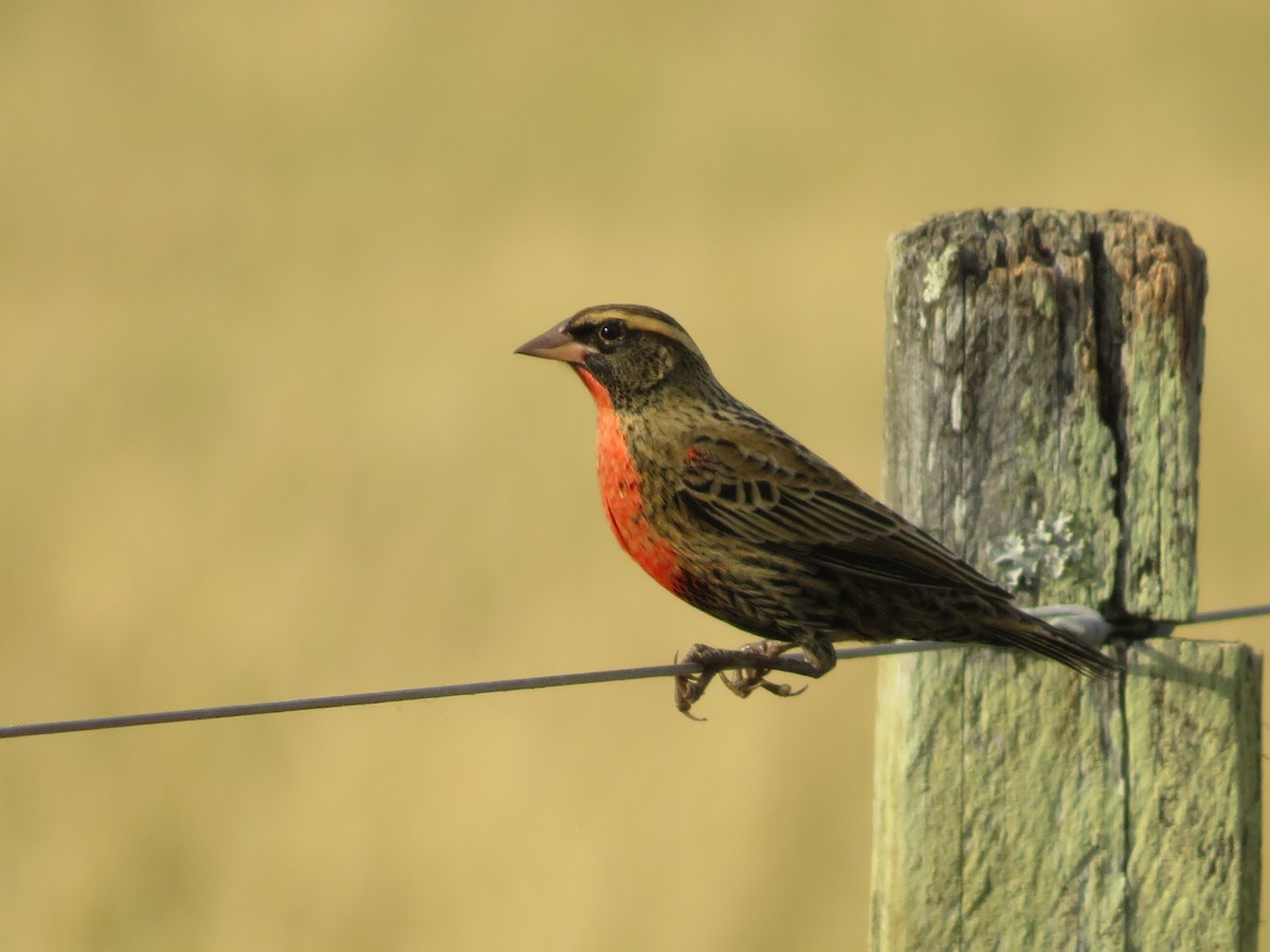 White-browed Meadowlark - Eduardo  Medina