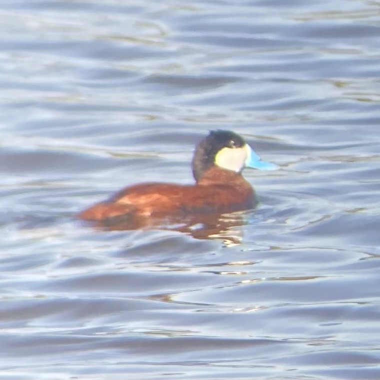 Ruddy Duck - ML620704470