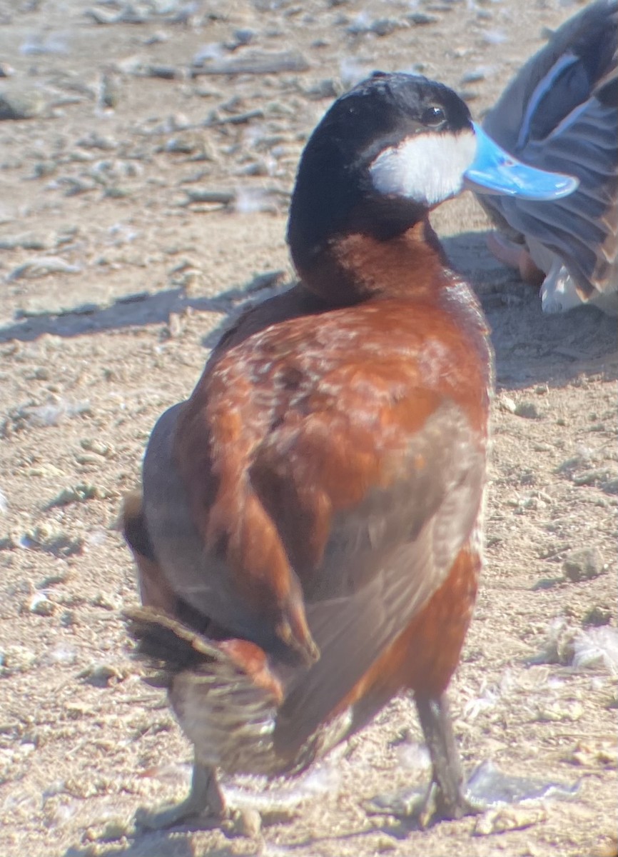 Ruddy Duck - ML620704471