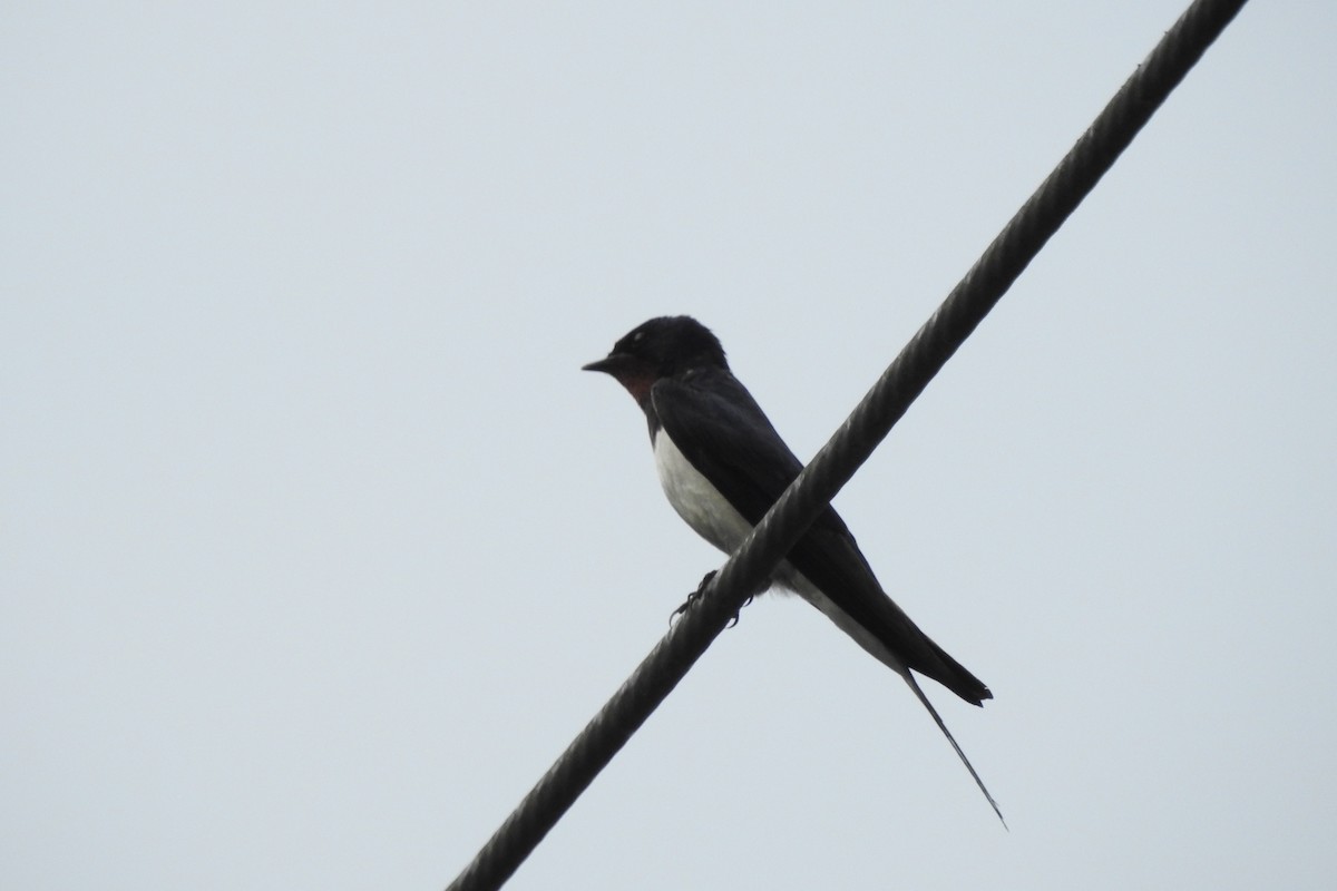 Barn Swallow (Buff-bellied) - ML620704474