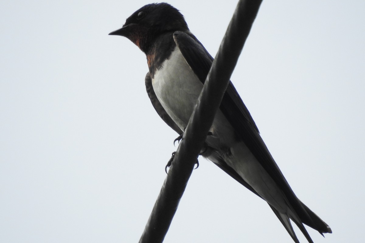 Barn Swallow (Buff-bellied) - ML620704475