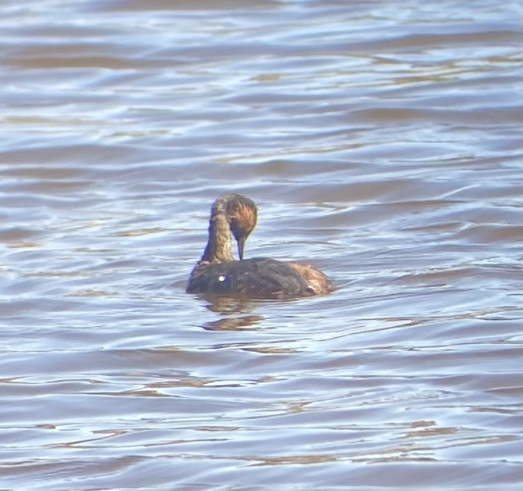 Eared Grebe - ML620704479