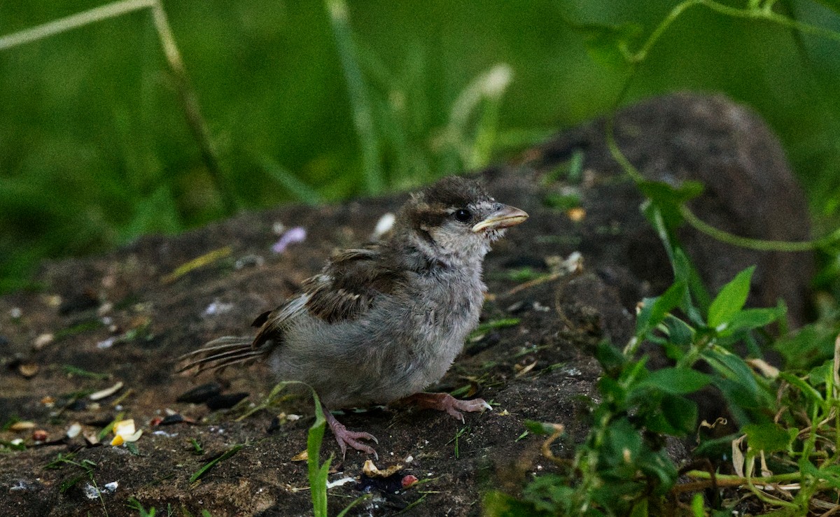 House Sparrow - ML620704480