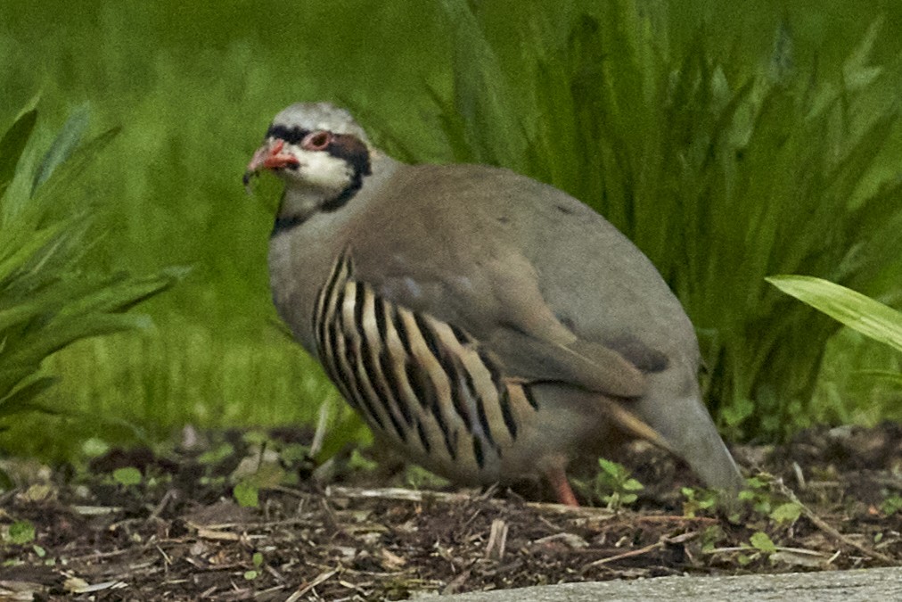 Chukar - ML620704481