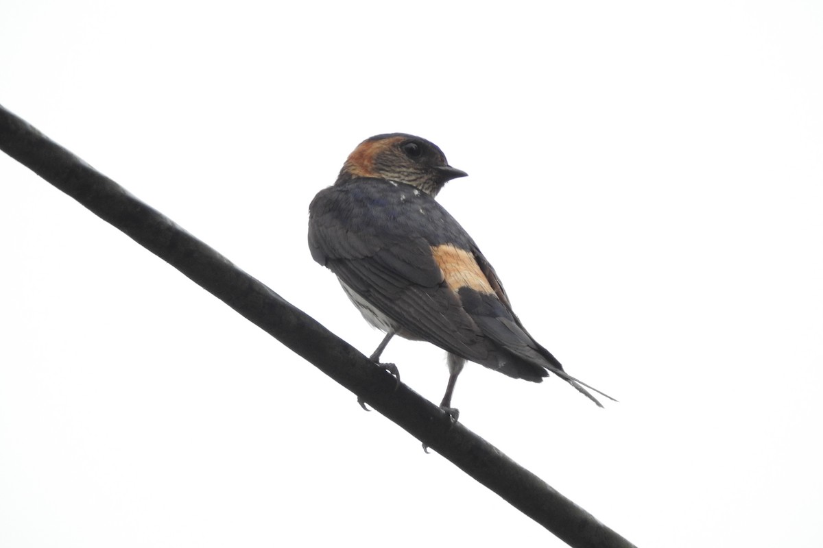 Red-rumped Swallow - ML620704482