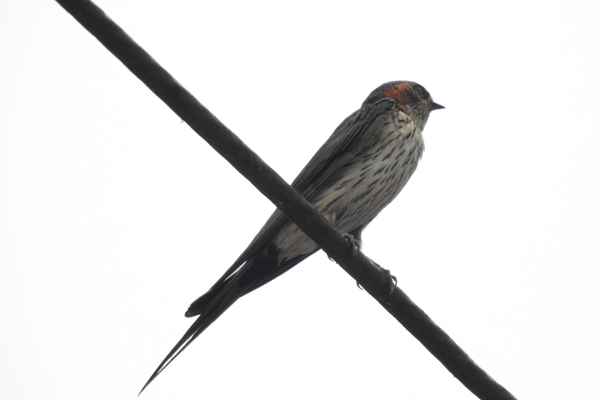 Red-rumped Swallow - Zhanyi Lin