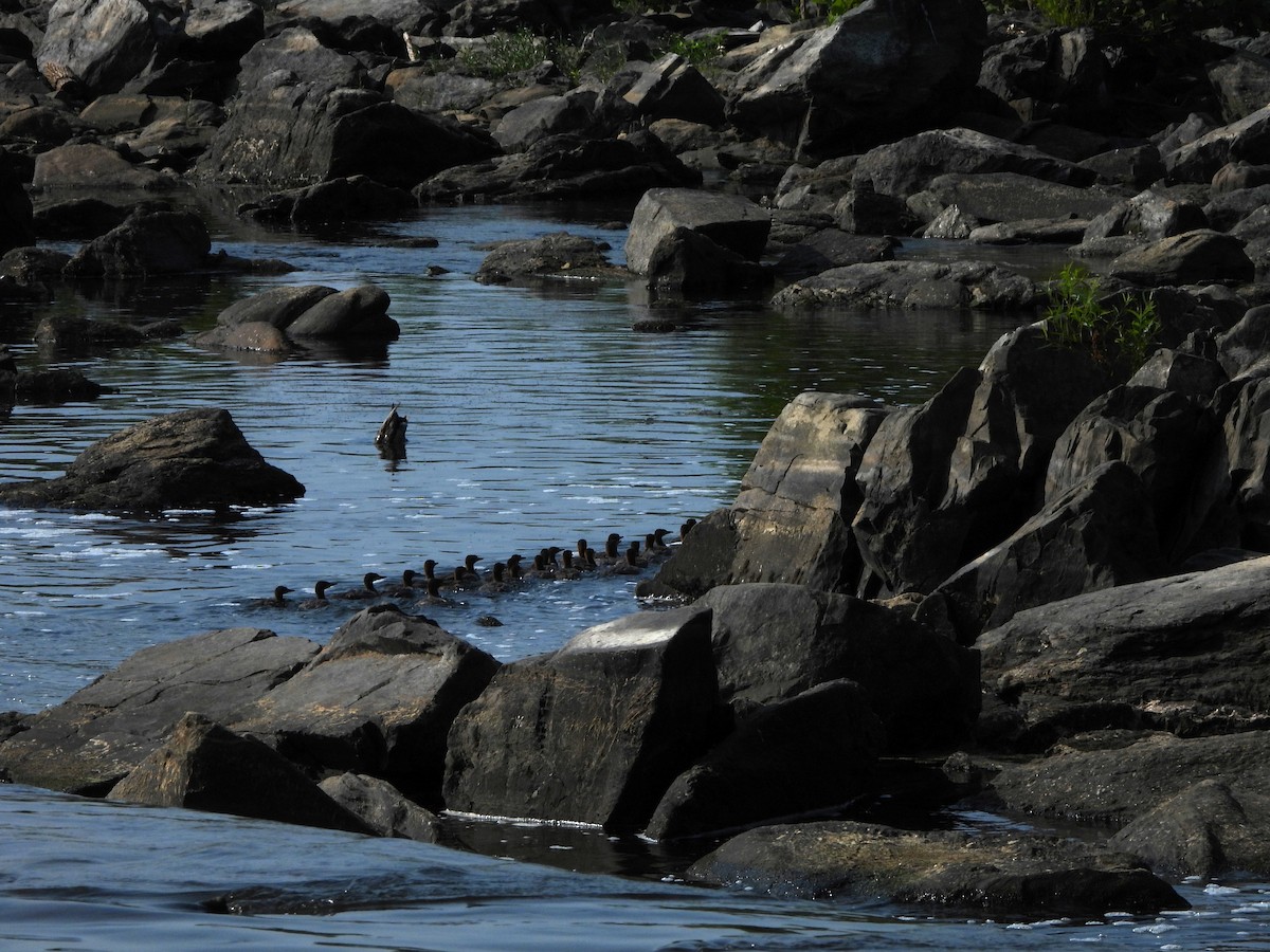 Common Merganser - ML620704485