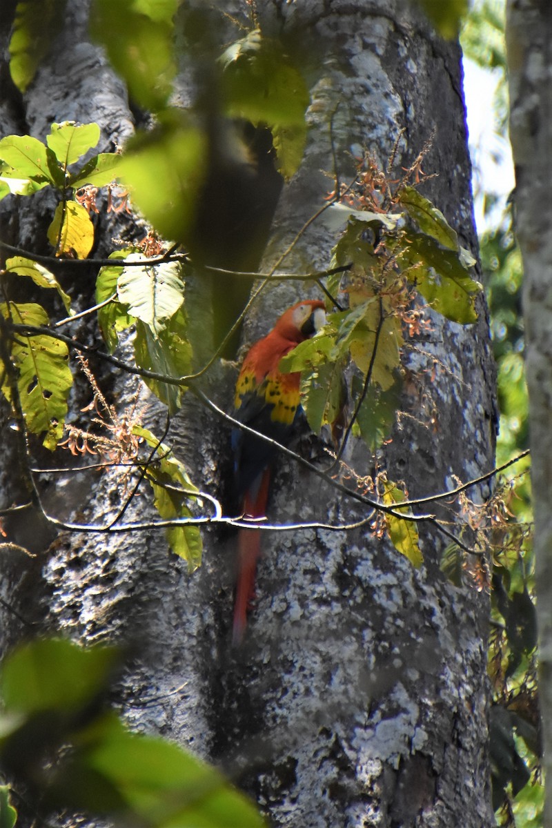 Scarlet Macaw - Jerry Davis